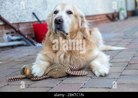 Golden Retriever en position allongée avec son jouet préféré Banque D'Images