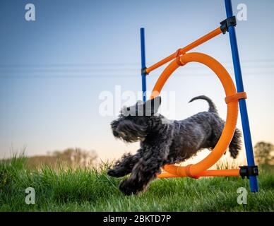 un petit chien noir sur l'agilité saute sur un cercle au coucher du soleil Banque D'Images