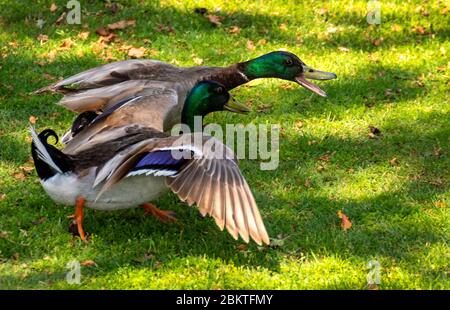 Deux canards colverts, Anas platyrhynchos, abattent leurs ailes et s'écrasent sur l'herbe du parc. Banque D'Images