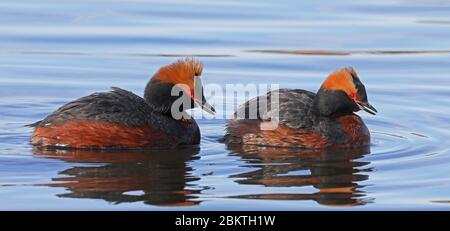 Paire de corned grebe, natation Banque D'Images