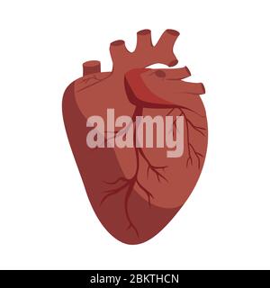 Vecteur cardiaque anatomique. Illustration graphique plate, organe du corps humain Illustration de Vecteur