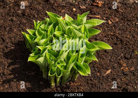 HostA est un genre de plantes communément connu sous le nom d'hostas, de lys plantain (en Grande-Bretagne) et parfois sous le nom japonais giboshi. Un clamp de la première spri Banque D'Images