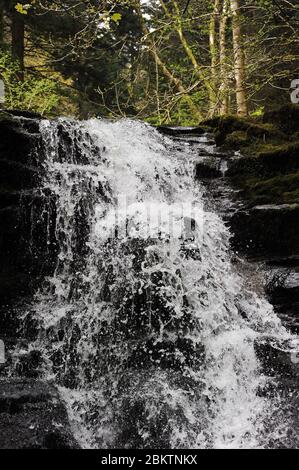 Chute d'eau avant-dernière sur le Nant Bwrefwr. Banque D'Images