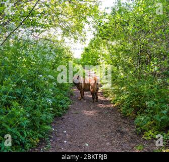 Un shar pei sur un train forestier au printemps - Londres, Royaume-Uni Banque D'Images