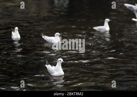 Plusieurs mouettes volent sur le dessus d'une rivière située à Zurich, en Suisse. Sur cette photo, vous pouvez voir plusieurs oiseaux blancs voler et nager. Banque D'Images