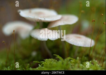 Champignons poussant sur une bûche couverte de mousse dans le parc national de Great Smokey Mountain, Tennessee. Banque D'Images