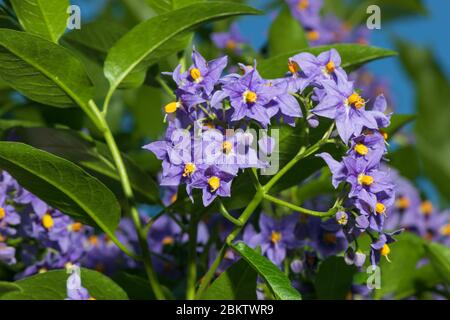 Fleurs violettes et jaunes de pomme de terre chilienne ou Solanum crispum Glasnevin. Banque D'Images