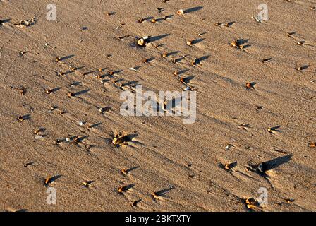 Galets sur la plage à Hunstanton, Norfolk, Angleterre, avec de longues ombres lancées par le soleil du matin faisant un motif abstrait sur le sable. Banque D'Images