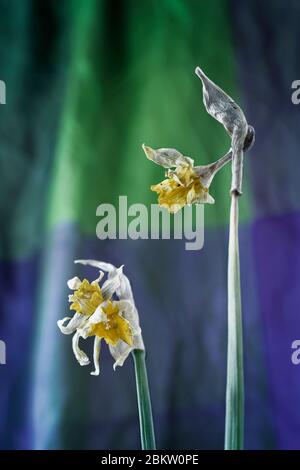 Fleurs de narcisse décolorées jaunes - jonquille - sur fond coloré, belles tiges vertes fines avec des pétales verts Banque D'Images