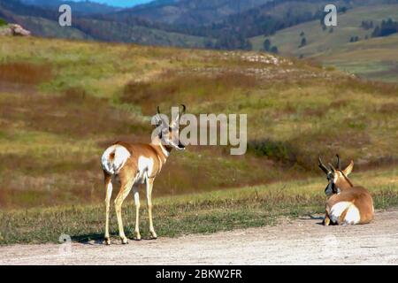 Deux Pronghorn, ou antilope, au parc national Custer, Dakota du Sud. Banque D'Images