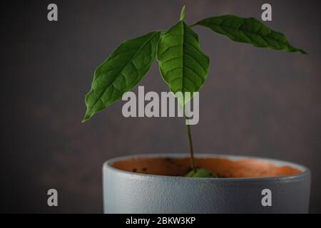 Jeune plante d'arbre vert d'avocat dans un pot avec un fond flou Banque D'Images