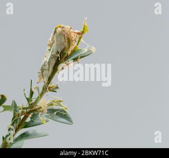 Cocon caterpillar de l'arbre de catoïté vu sur une petite pousse en boîte. Banque D'Images