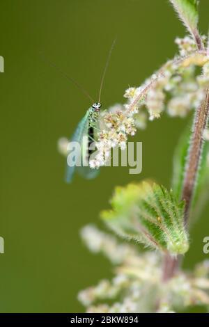 Portrait d'une lacuding verte, Chrysoperla carnea, perchée sur une plante florale d'été, Worcestershire, Angleterre, royaume-uni Banque D'Images