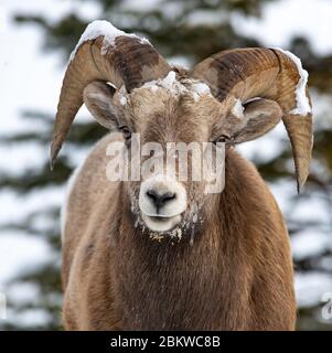 Mouflon de Bighorn en hiver Banque D'Images