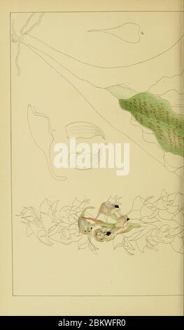 Icones orchidearum austro-africanarum extra-tropicarum (onglet. 82-83) (9733323068). Banque D'Images