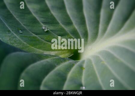 Macro de parasols bleu Hosta feuilles avec gouttes de pluie Banque D'Images