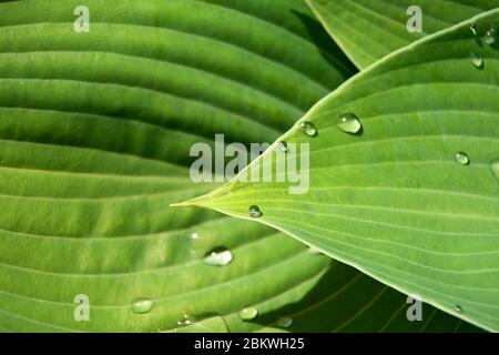 Macro de parasols bleu Hosta feuilles avec gouttes de pluie Banque D'Images