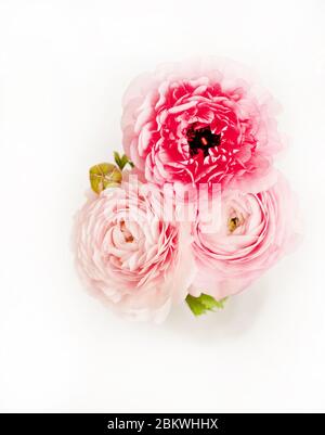 Beau bouquet de fleurs de ranunculus couleur rose sur fond blanc. Fleurs sur vase. Banque D'Images