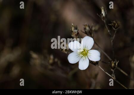 Fleurs blanches ressemblant à de l'arenaria sur des mousses club comme le feuillage. Voici une vivace ligneuse à faible croissance avec de petites feuilles ressemblant à des aiguilles et des fleurs blanches. Banque D'Images