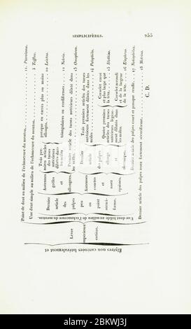 Iconographie et histoire naturelle des coléoptère d'Europe (page 255) Banque D'Images