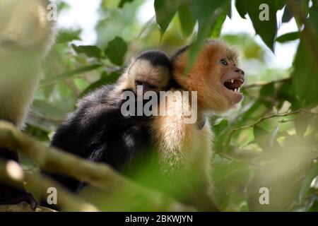 Un bébé capucin avec sa mère dans le Parc national du volcan Tenorìo, Costa Rica Banque D'Images