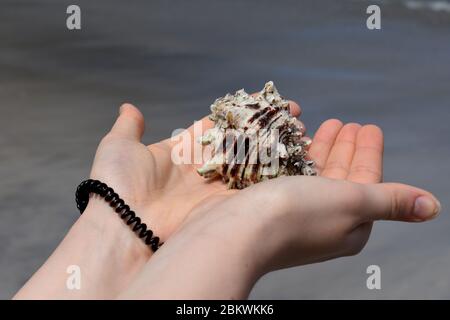 Un Gastropode Shell repéré en faisant de la plongée avec tuba à Nacascolo, Costa Rica Banque D'Images