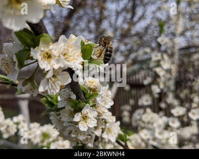 Sakura en fleurs au début du printemps. Une abeille sur une fleur de cerise. Une abeille pollinise les fleurs au printemps. Photo macro. Gros plan sur les petits détails. Banque D'Images