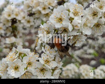 Sakura en fleurs au début du printemps. Une abeille sur une fleur de cerise. Une abeille pollinise les fleurs au printemps. Photo macro. Gros plan sur les petits détails. Banque D'Images