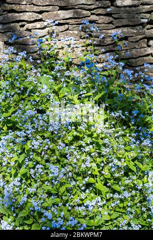 Forget me nots, Myosotis, fleurs sauvages par Cotswold mur de pierre sèche iSpringtime dans les Cotswolds, Oxfordshire, Royaume-Uni Banque D'Images