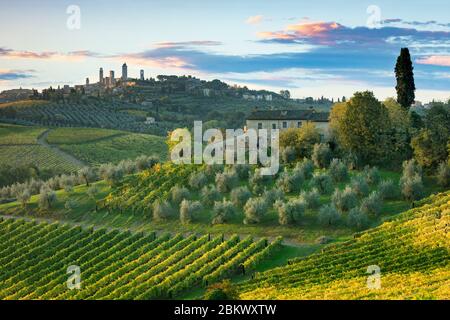 Vignes et oliviers au-dessous de San Gimignano, Toscane, Italie Banque D'Images