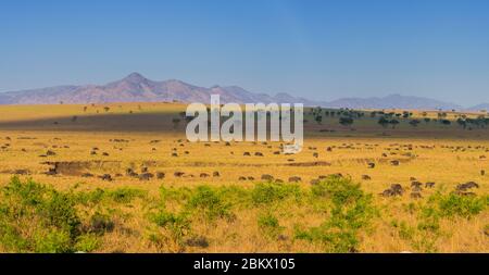 Savane, parc national de la vallée de Kidepo, Ouganda Banque D'Images