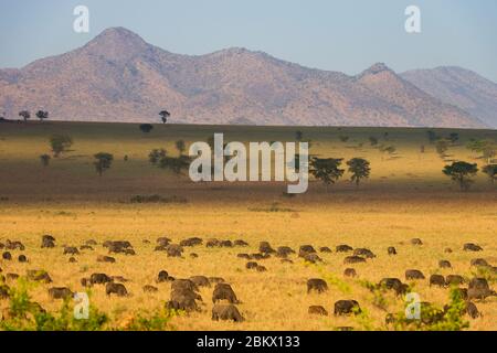 Savane, parc national de la vallée de Kidepo, Ouganda Banque D'Images