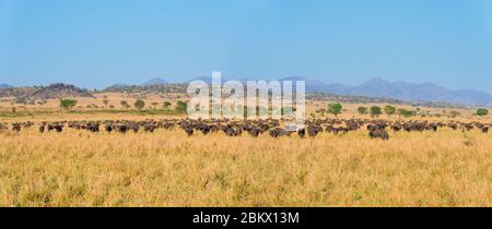 Savane, parc national de la vallée de Kidepo, Ouganda Banque D'Images