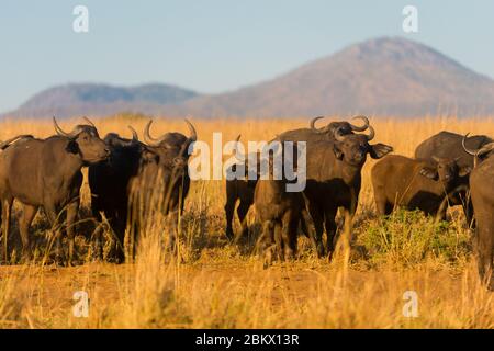 Le Parc National de la vallée de Kidepo, Ouganda Banque D'Images