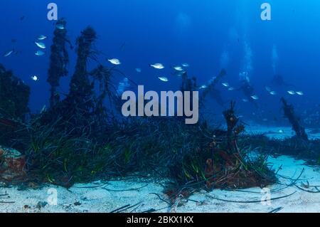 Groupe de plongeurs à l'épave Hermanos Florin dans le parc naturel de ses Salines (Formentera, Iles Baléares, Mer méditerranée, Espagne) Banque D'Images