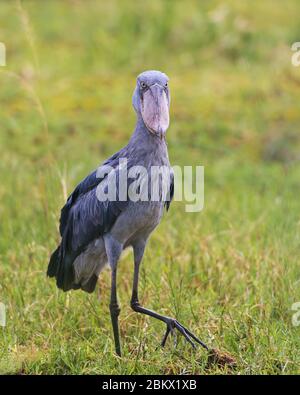 Shoebill, Balaeniceps rex, tête de baleine, cigogne à tête de baleine, cigogne à bec de chaussure, parc national de Murchison Falls, Ouganda Banque D'Images