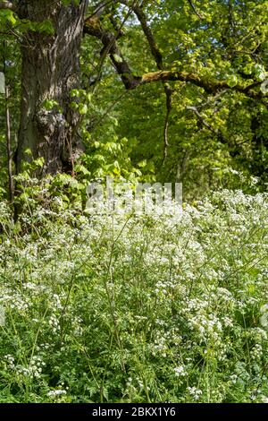 Persil de vache - Anthriscus sylvestris, floraison au printemps et arbre de lime, Tilia, ou Linden arbre à feuilles caduques à feuilles entières, Royaume-Uni Banque D'Images