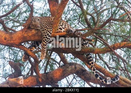 Léopard, Panthera pardus, parc national de Murchison Falls, Ouganda Banque D'Images