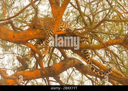 Léopard, Panthera pardus, parc national de Murchison Falls, Ouganda Banque D'Images
