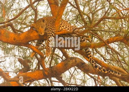 Léopard, Panthera pardus, parc national de Murchison Falls, Ouganda Banque D'Images