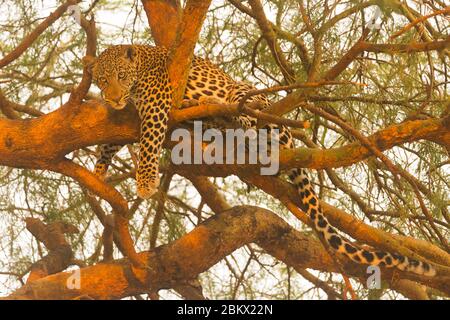 Léopard, Panthera pardus, parc national de Murchison Falls, Ouganda Banque D'Images