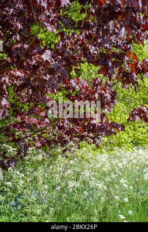 Persil de vache - Anthriscus sylvestris, floraison au printemps et érable - Acer - arbre à feuilles larges à feuilles caduques, Royaume-Uni Banque D'Images