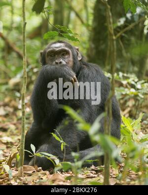 Chimpanzé, Pan troglodytes, forêt de Kibale, Ouganda Banque D'Images