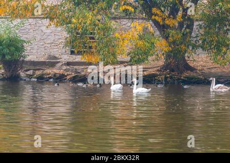 Groupe de cygnes sur la Vltava à Prague Banque D'Images