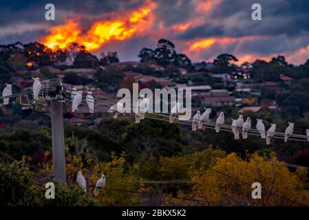 Cockatoos à soufre Crested perchés sur des câbles électriques avec un coucher de soleil enflammé derrière eux. Canberra, Australie Banque D'Images