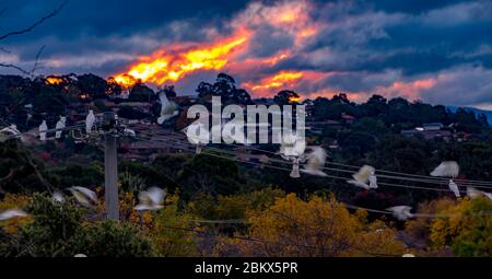 Cockatoos à soufre Crested perchés sur des câbles électriques avec un coucher de soleil enflammé derrière eux. Canberra, Australie Banque D'Images