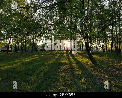 Arbres forestiers boisés rétroéclairés avant le coucher du soleil avec des rayons de soleil qui se déversent dans les arbres sur le fond de la forêt. Banque D'Images
