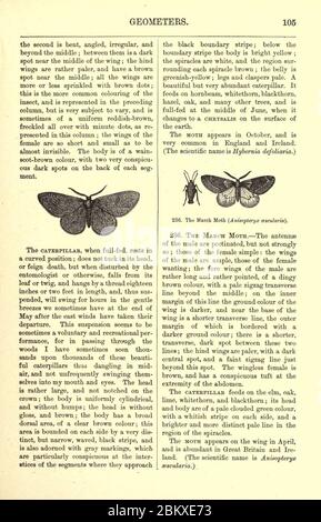 Histoire naturelle illustrée des papillons et des papillons de nuit britanniques (page 105) Banque D'Images