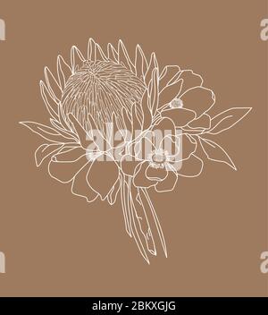 Fleurs de boho et feuillage - Protea roi avec feuilles, blanc avec fond brun Illustration de Vecteur
