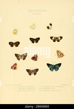 Illustrations de nouvelles espèces de papillons exotiques Anteros. Banque D'Images